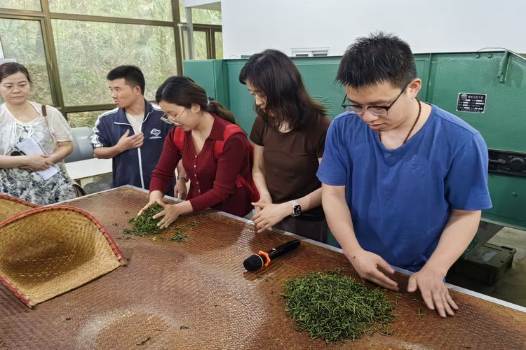 体验制茶.jpg